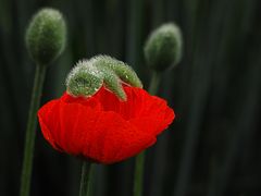 Mohn mit Regenkappe