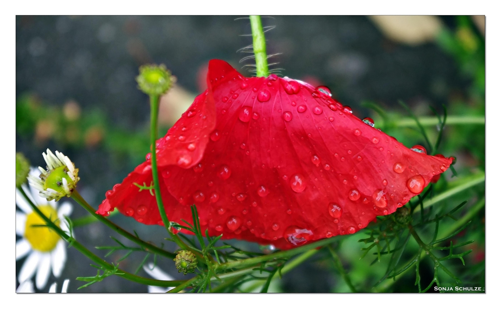 Mohn mit Regentropfen