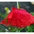 Mohn mit Regentropfen