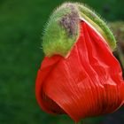 Mohn mit Schlafmütze