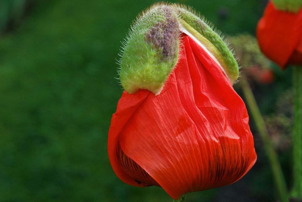 Mohn mit Schlafmütze