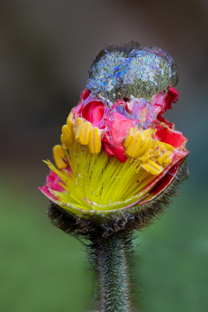 Mohn mit Schneckenbesuch