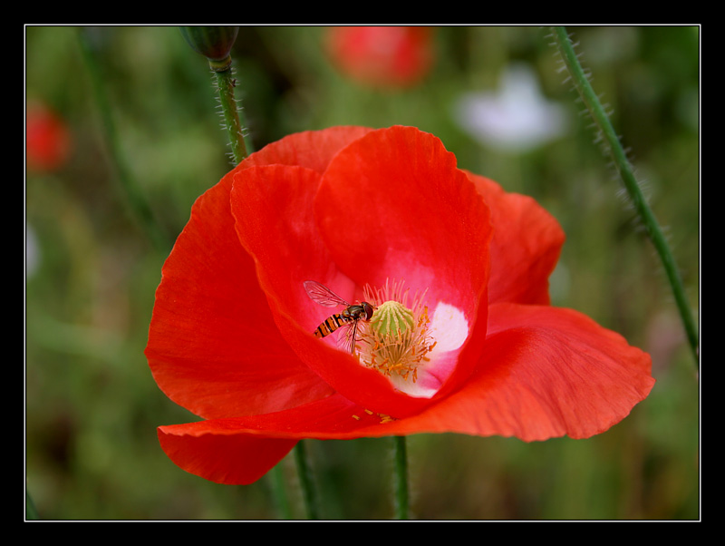 Mohn mit Schwebefliege