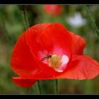 Mohn mit Schwebefliege