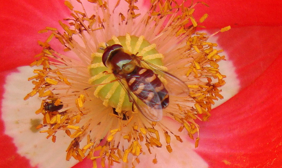 Mohn mit Schwebi