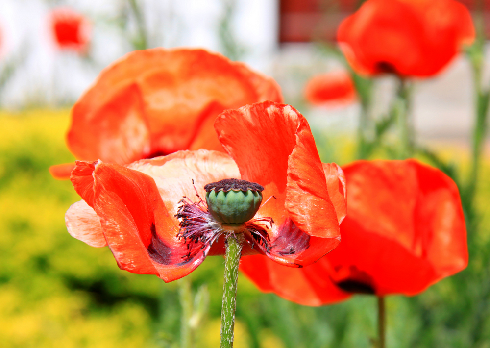 Mohn mit Schwung