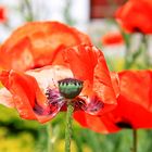 Mohn mit Schwung