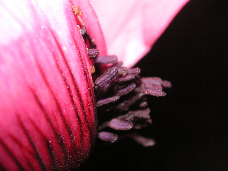 Mohn mit seitlichen Staubgefäßen