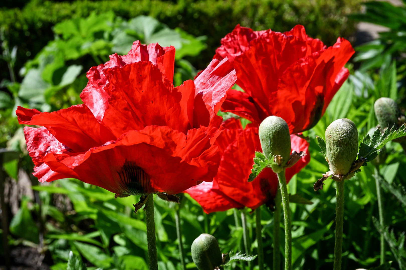 Mohn mit Sonne