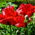 Mohn mit Sonne