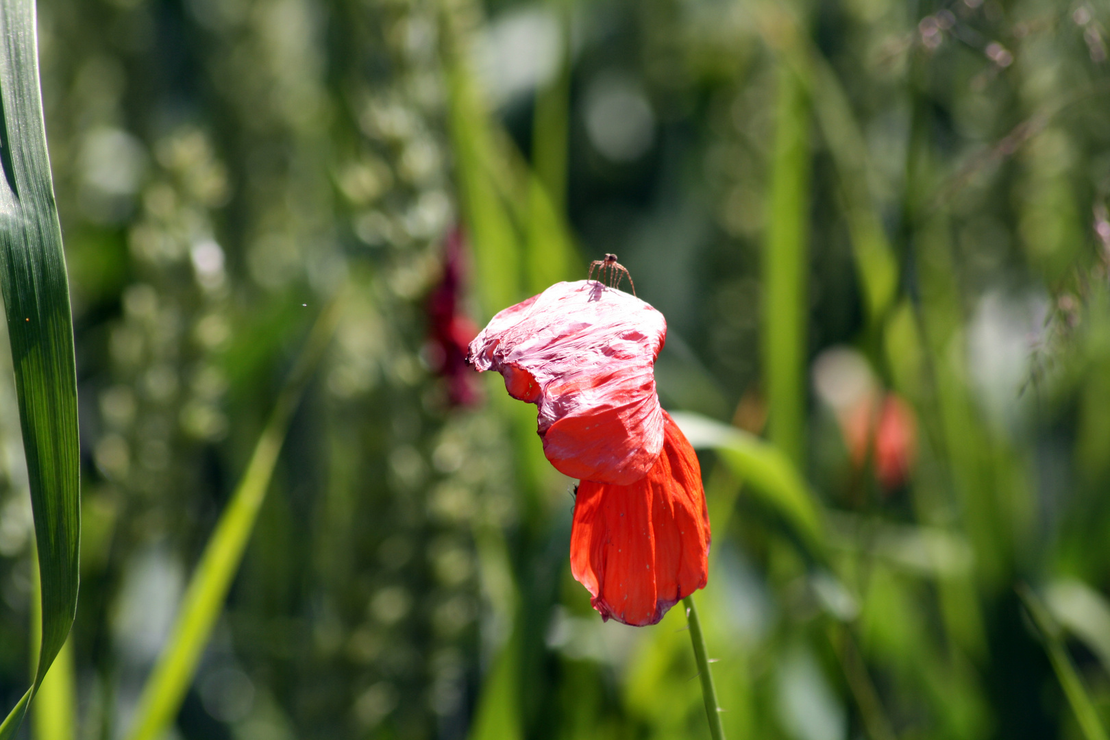 Mohn mit Spinne