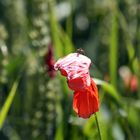 Mohn mit Spinne