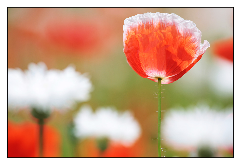 Mohn mit Spitzenkragen