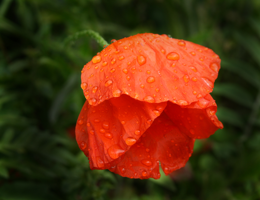 Mohn mit Tropfen