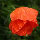 Mohn mit Tropfen