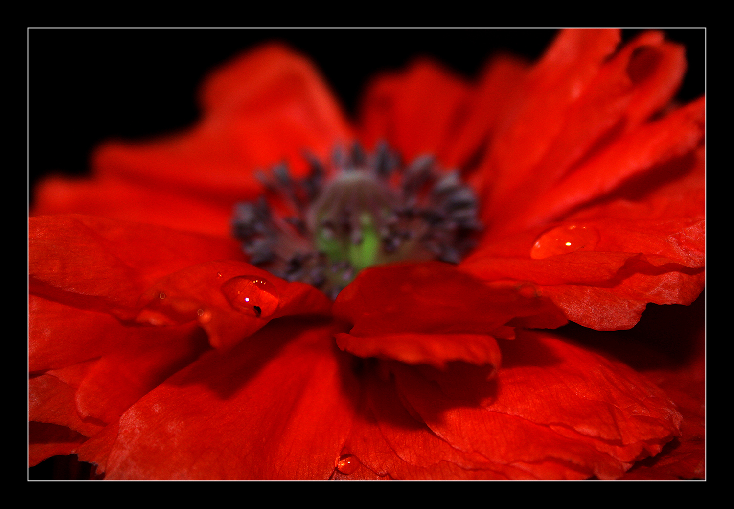 Mohn mit Tropfen