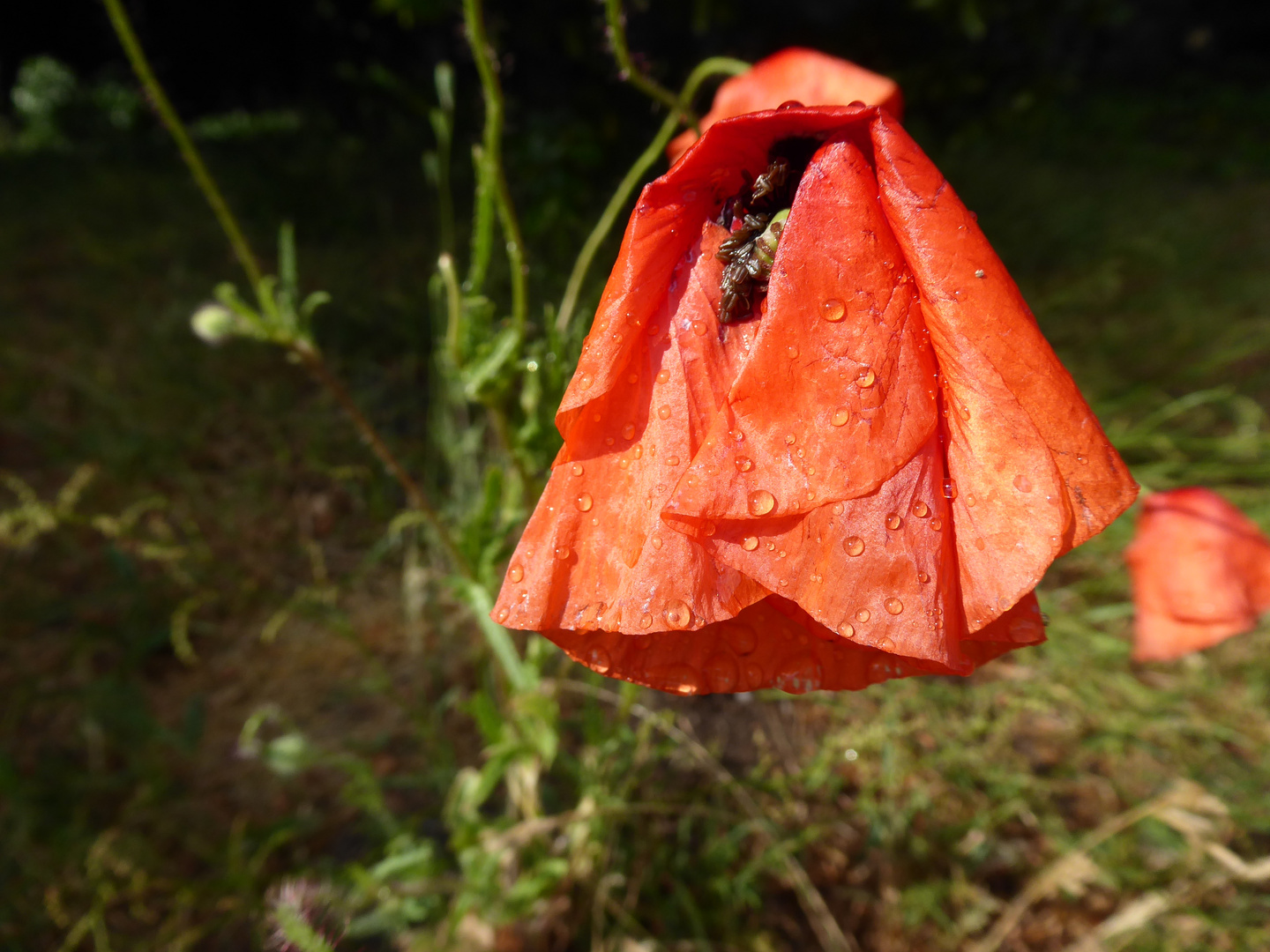 Mohn mit Tropfen