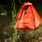 Mohn mit Tropfen