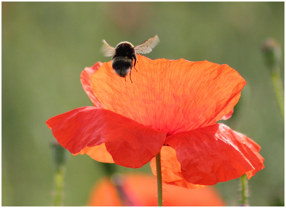 Mohn mit Überflieger