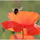 Mohn mit Überflieger