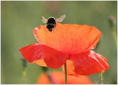 Mohn mit Überflieger