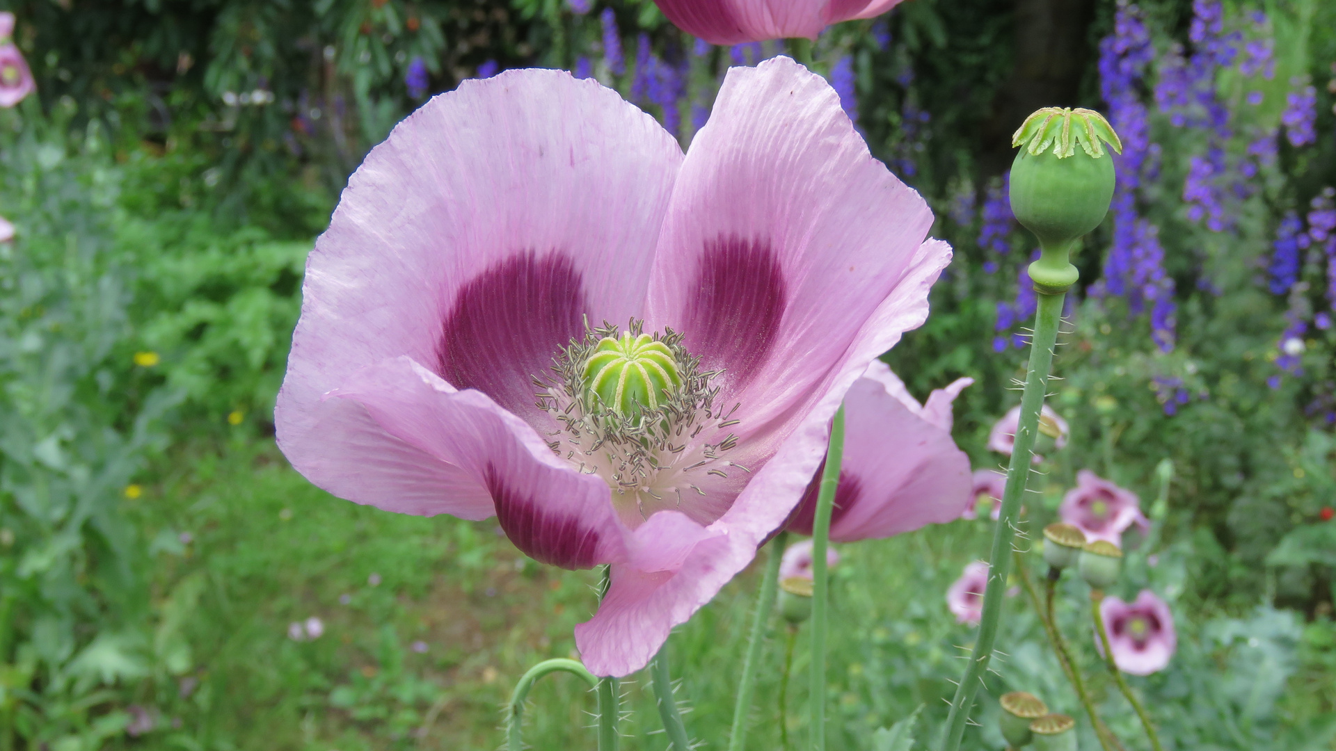 Mohn mit und ohne....