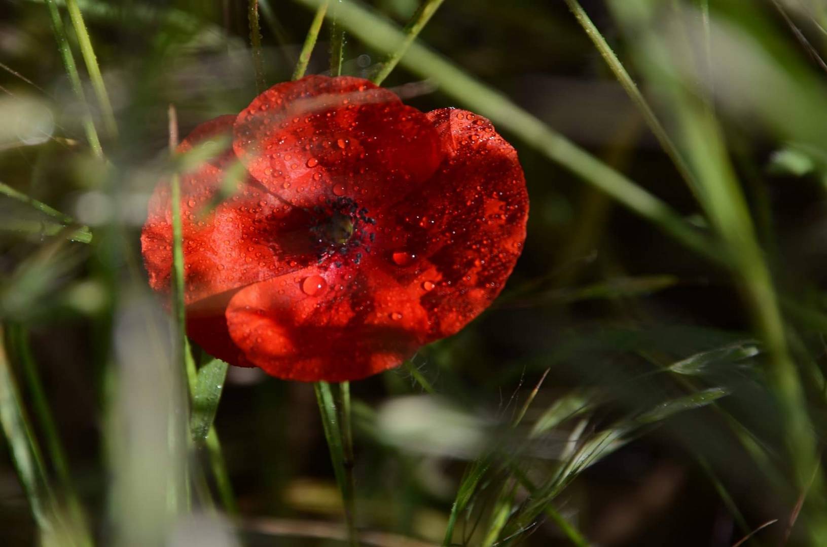 Mohn mit Wassertropfen 