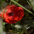 Mohn mit Wassertropfen 