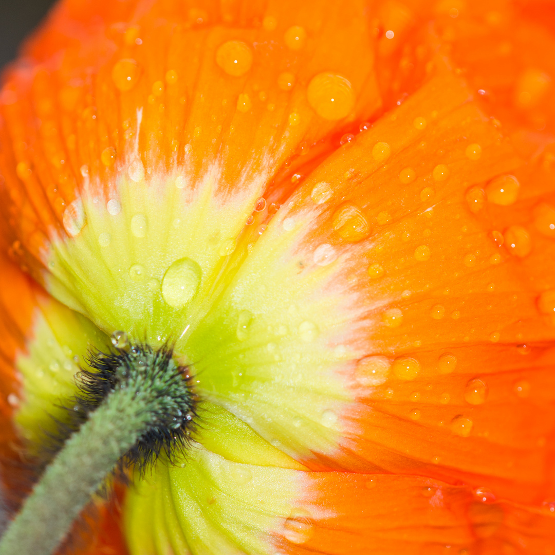 Mohn mit Wassertropfen