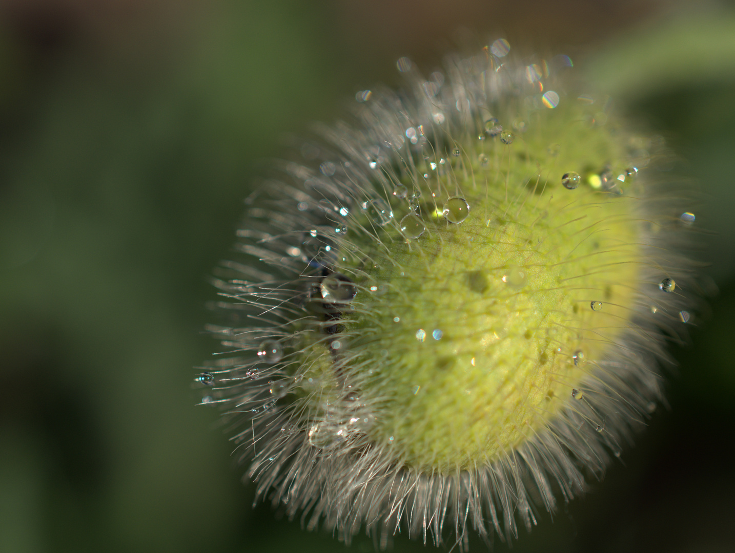 Mohn mit Wassertropfen