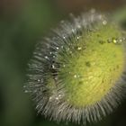 Mohn mit Wassertropfen