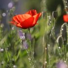 Mohn mit Wassertropfen Gegenlichter