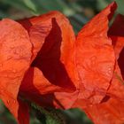 Mohn mit Wassertropfen im Kraichgau