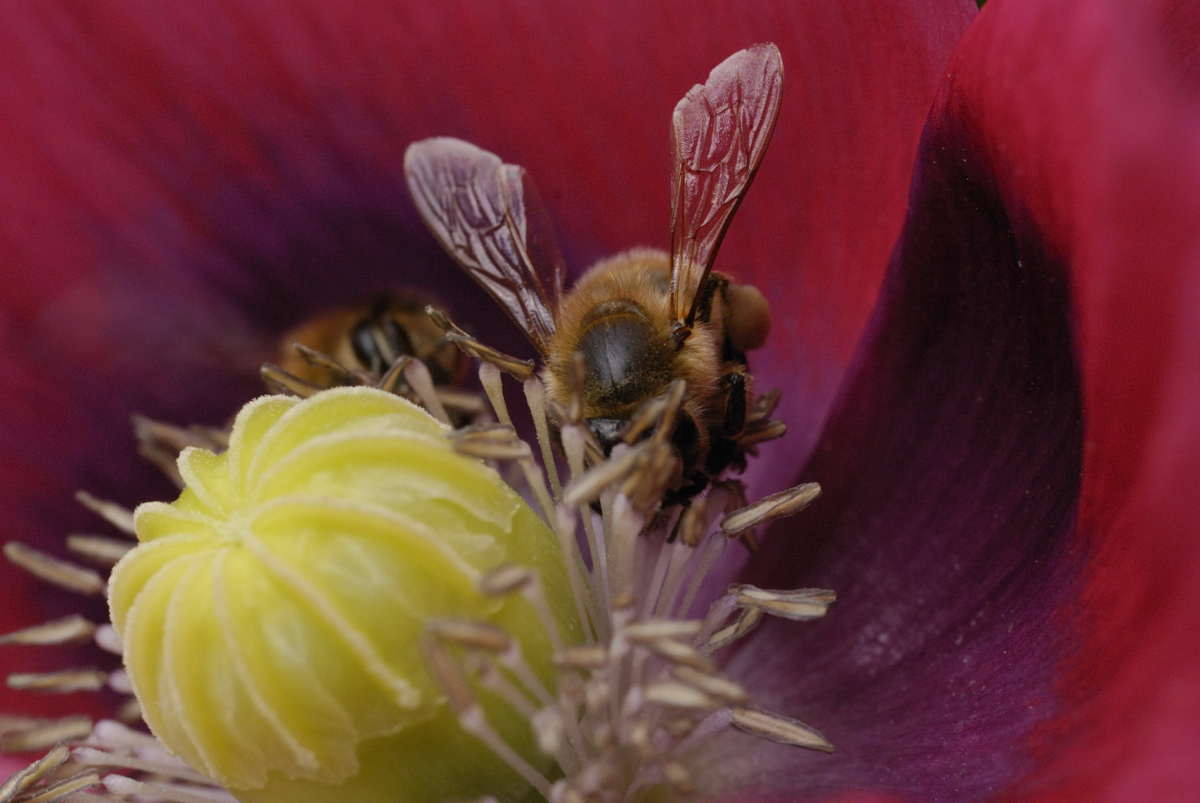 Mohn mit Wespe