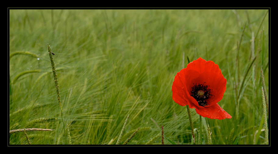 Mohn mit Zuschauer