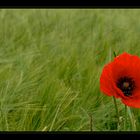 Mohn mit Zuschauer