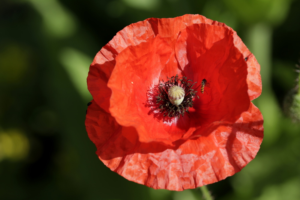 Mohn mit zwei Insekten