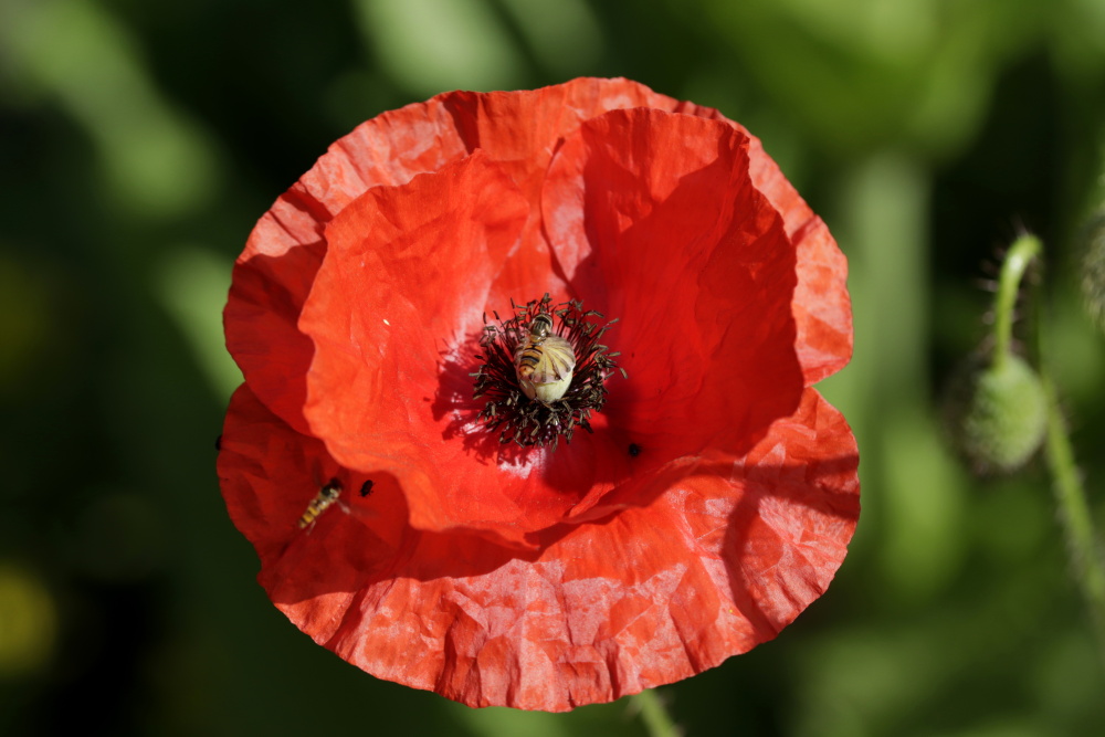 Mohn mit zwei Insekten