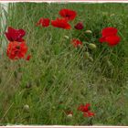 Mohn mitten im Dorf