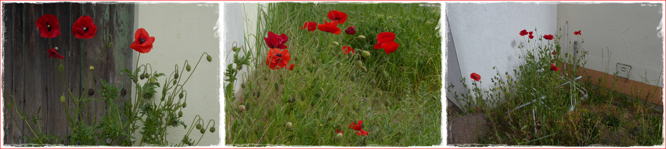 Mohn mitten im Dorf