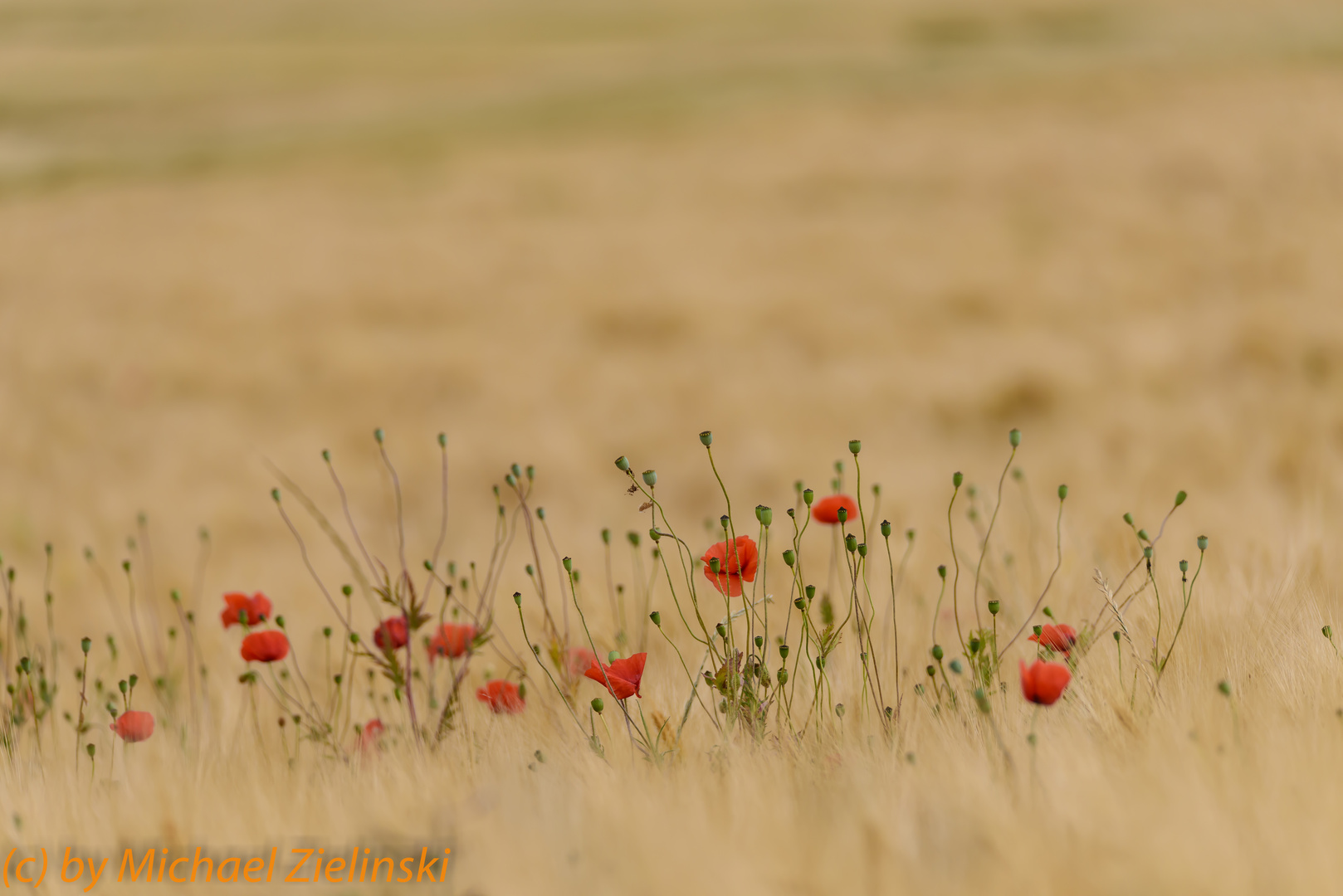 Mohn mitten im Feld