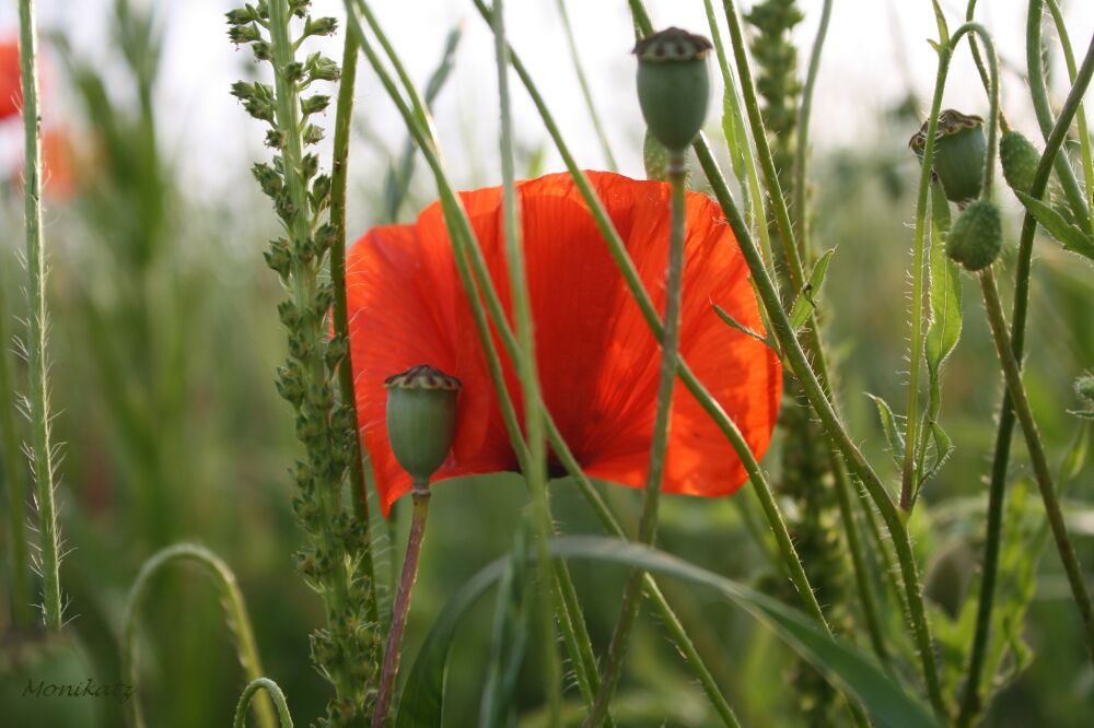 Mohn mittendrin