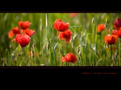 Mohn - Mittendrin