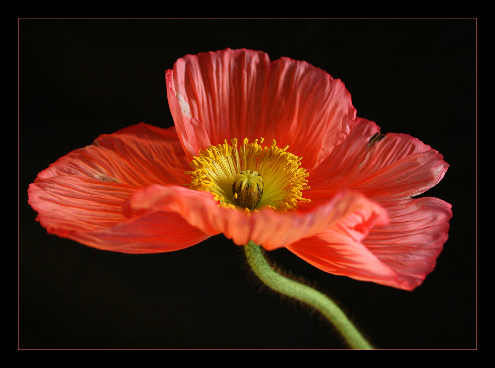 ...mohn, mittig, bunt, tw scharf...II