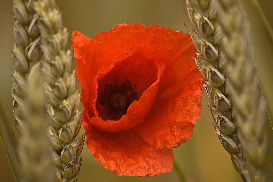 Mohn mittig, von Weizenähren angeschnitten