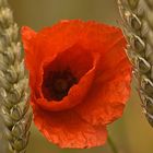 Mohn mittig, von Weizenähren angeschnitten