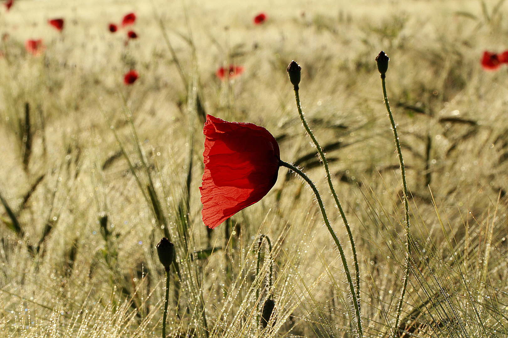 *Mohn-Mittwoch*