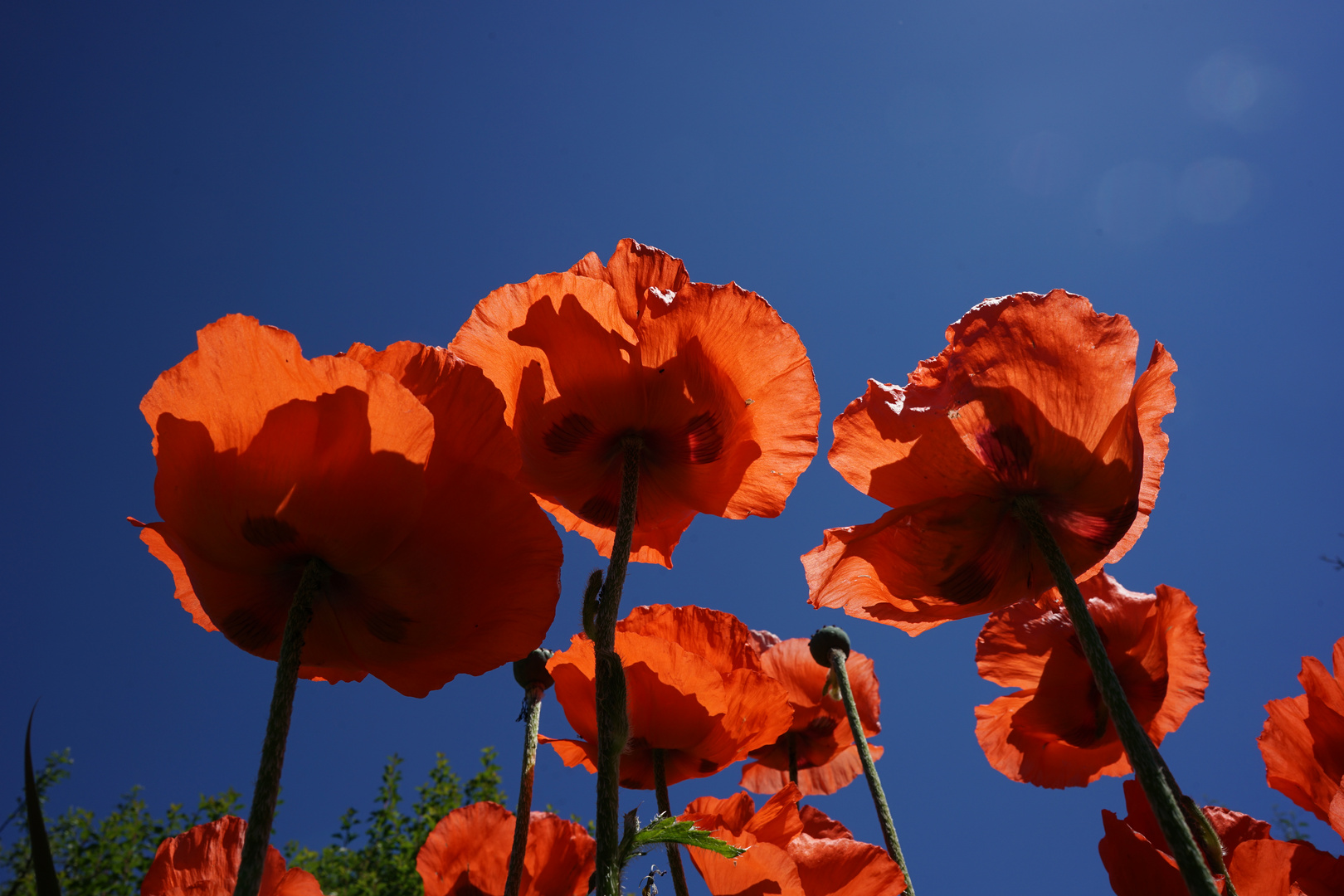 Mohn - Mittwochsblümchen