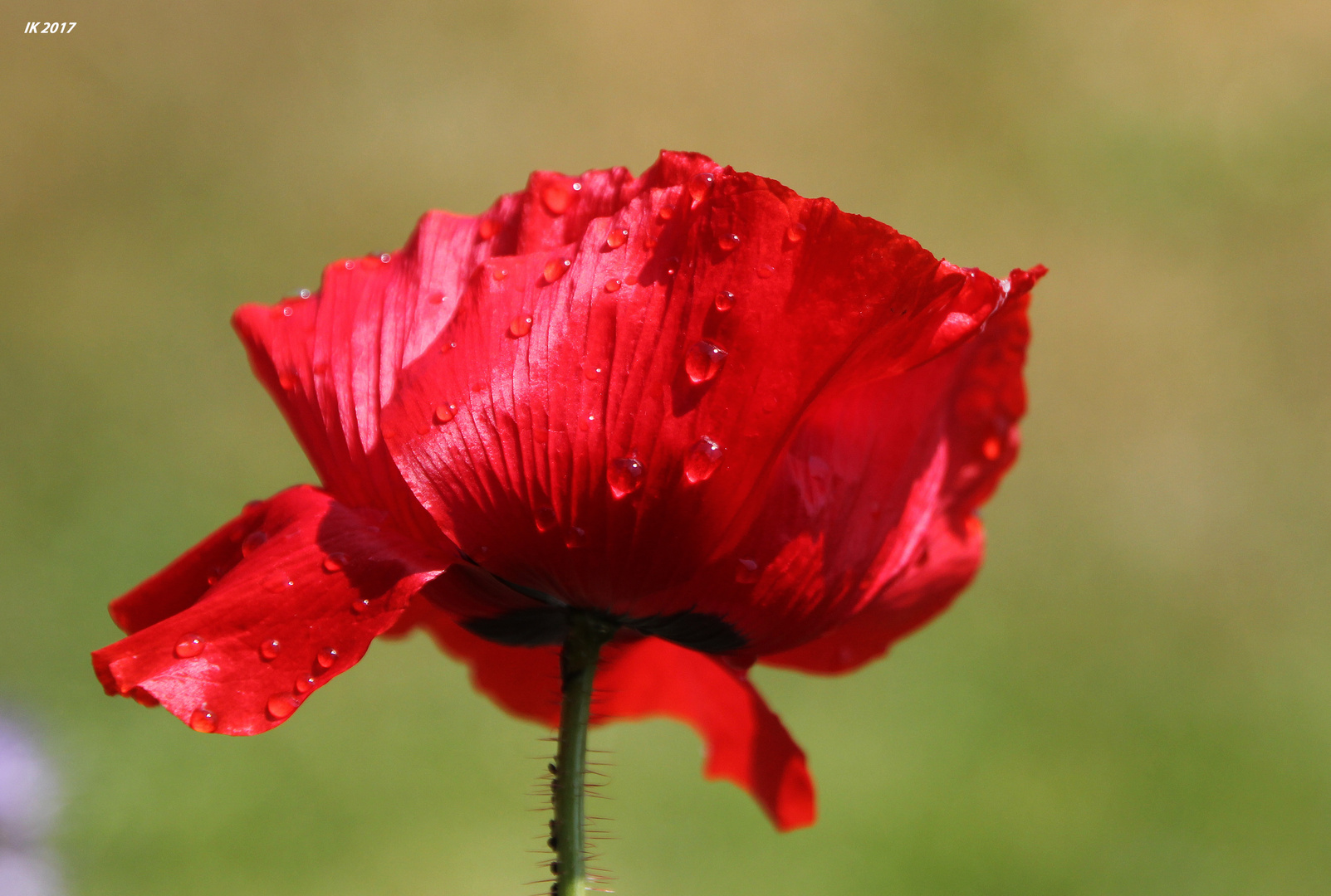 Mohn-Mittwochsblümchen