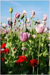 Mohn - Mix